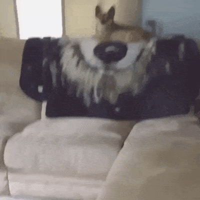 dogs_divan