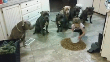 dogs_korm