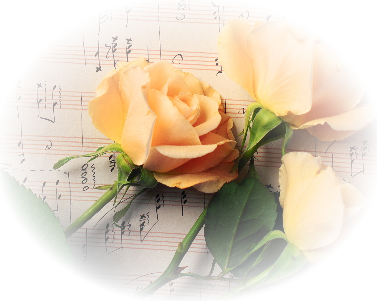 Ноты и цветы. Розы и Ноты. Желтые розы на прозрачном фоне. Музыкальные картинки с цветами. Звучали пожелания
