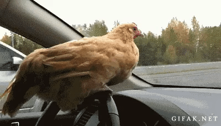Курица за рулем
