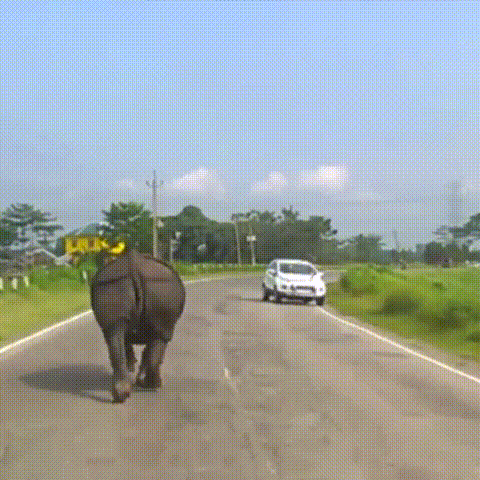 Носорог на дороге