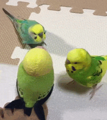 ea26cabc2c5ffe24a2d0f944c0b1e6f3_187945_1546351383