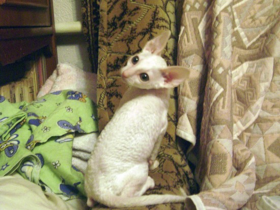 Корниш
