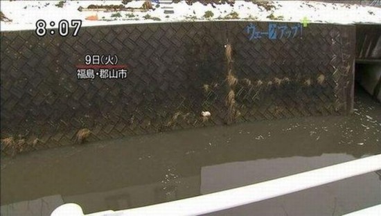 cat_01 - japan 