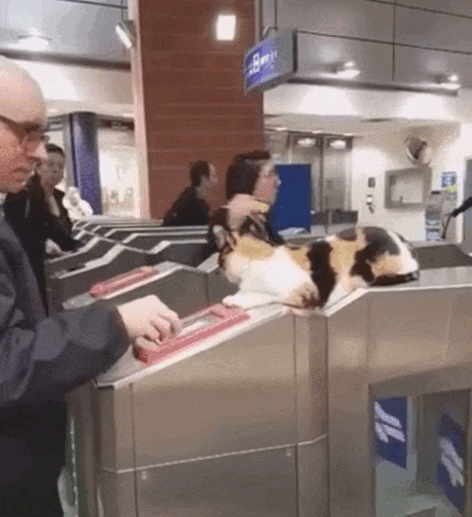 cat_control