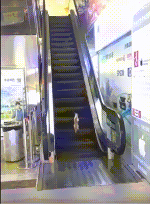 cat_eskalator