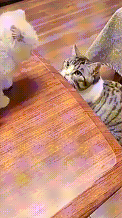 cat_help
