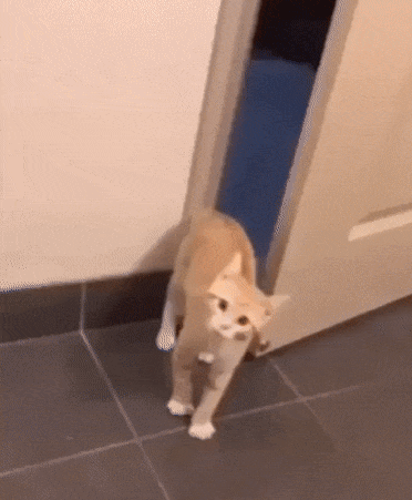 cat_ispug