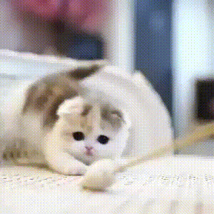 cat_milota