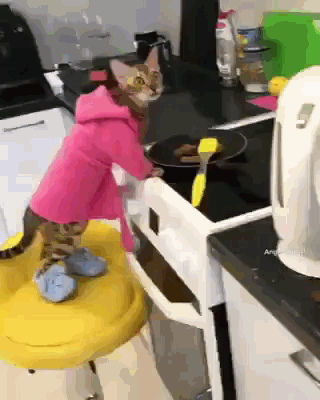 cat_plita