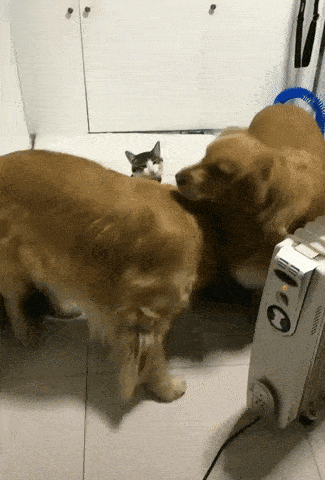cat_vsem_spat