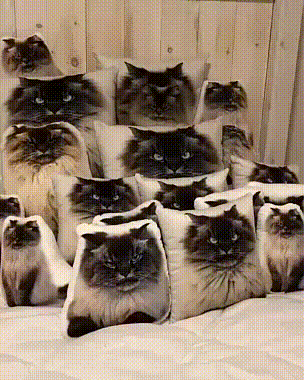 find_cat