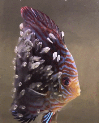fish