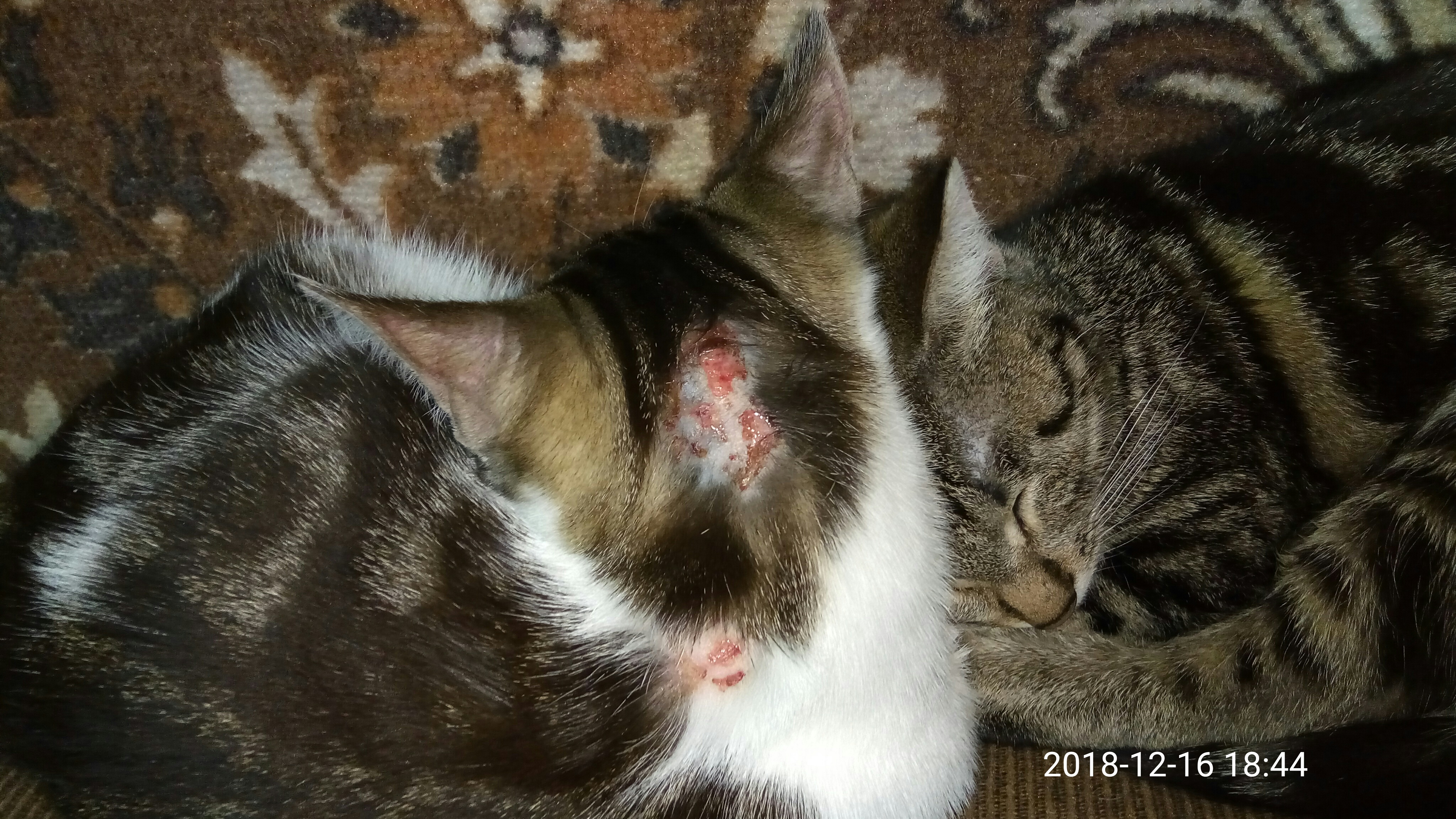 ЯП файлы - Аллергия на сухой корм kitiket у кошек