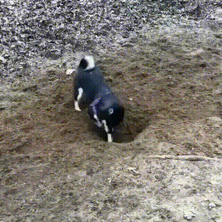 1549666193249616331_320x320