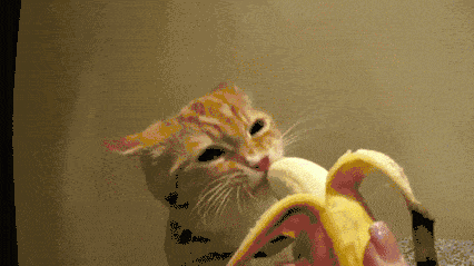 Кот ест банан
