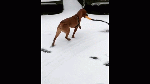 муму