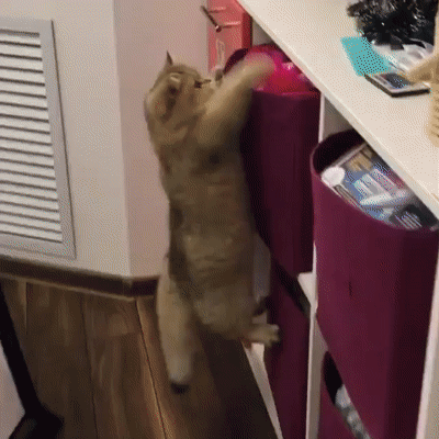 котэ