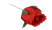 _arnusha