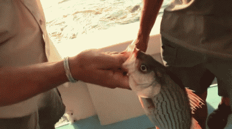 tumblr_mtoh2w4vd61rizambo1_500