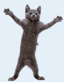 GIF-043f76feae16fb27d5894eb463a7d89a