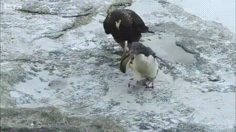 1551245043273441363_460x258