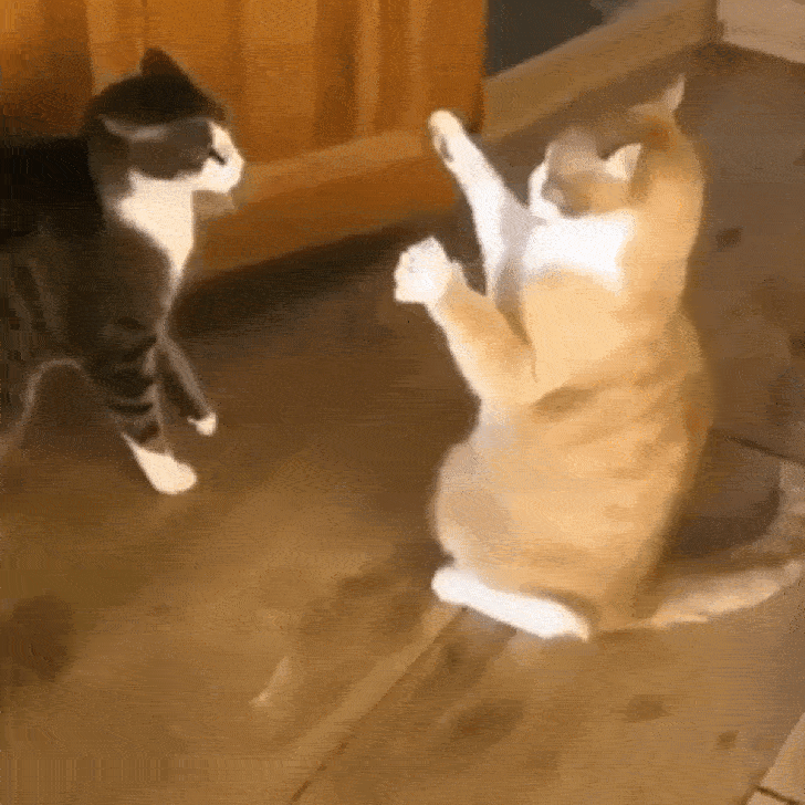 ezgifcomgifmaker23231551077663.gif