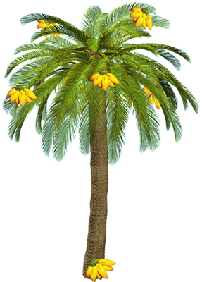 banani