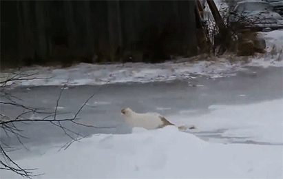 14e92e5c5db6bcd92ea65b1665de8988_187945_1552733159