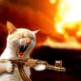 crazycat_63rfzdp3