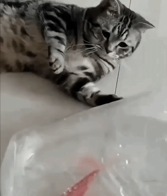 ezgif-2-23cb6476fc03