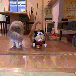 Кот наряжен