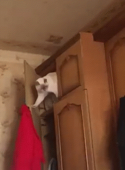 Кот гимнаст