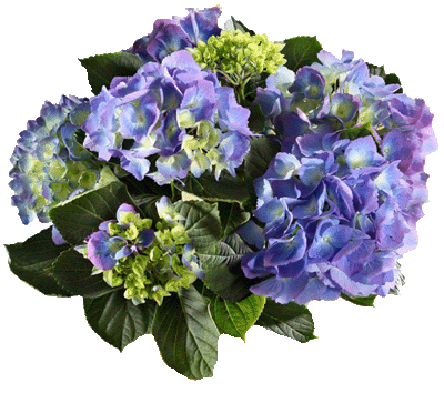 hortensie