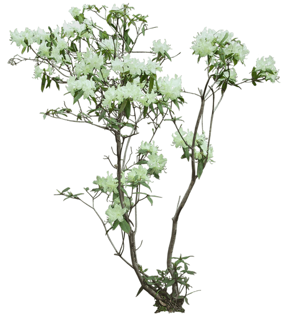 crepe_myrtle_yapfiles.ru (1)