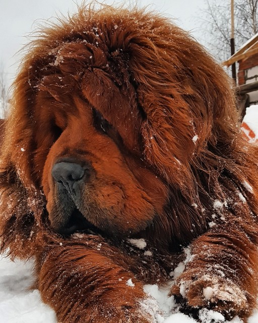 IMG_20181213_154928_477