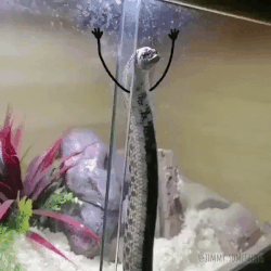 Змэя