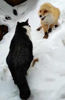 Лиса и кот
