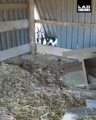 Kogda_bukhie_druzya_zavalivayutsya_k_tebe_v_gosti