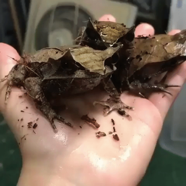 ezgif_com-video-to-gif