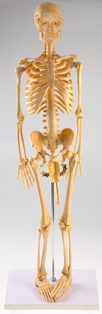 skelet
