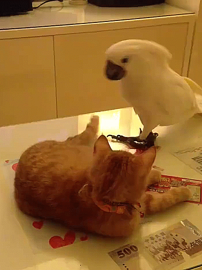 da11d6c02b8bf9bdd5ca511bf48c073e_187945_1554153665