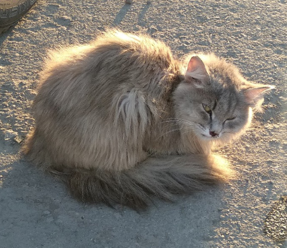 котик