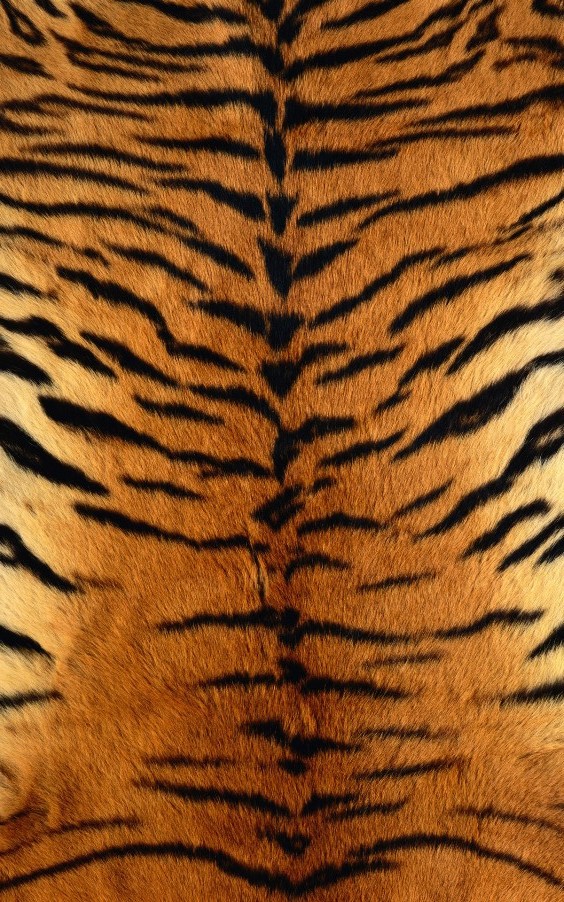 тигра ст