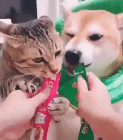 86590f18e7c48fe3aadb72e92e0037a9_331523_1554387656