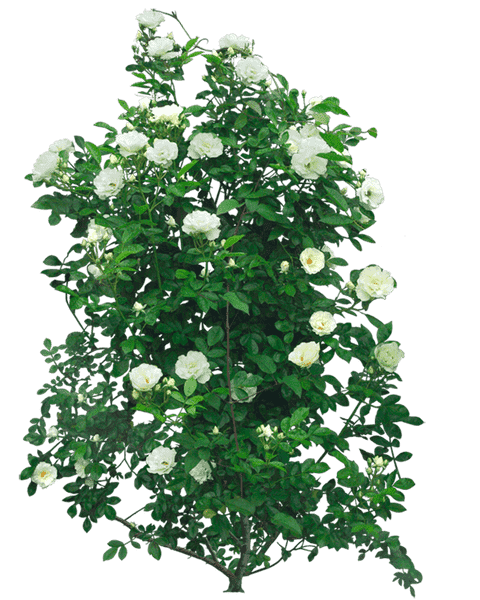 artage-io-thumb-0a7550a85094fddf908565042e85f909-min