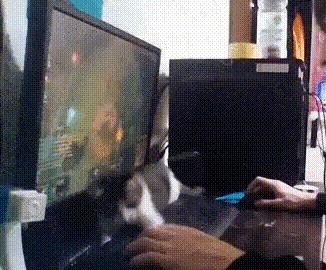 С котом играй