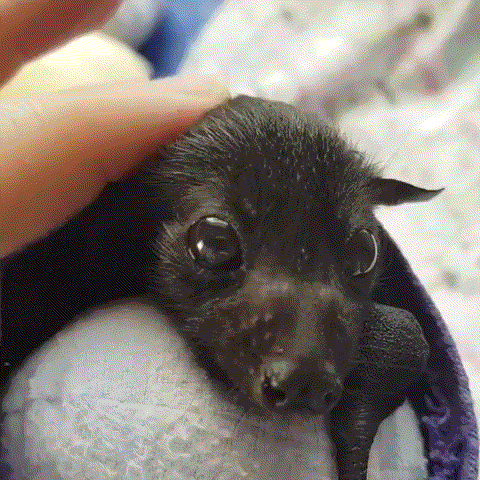 video2gif_20190413_112811