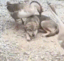 1555129206214122737_212x202