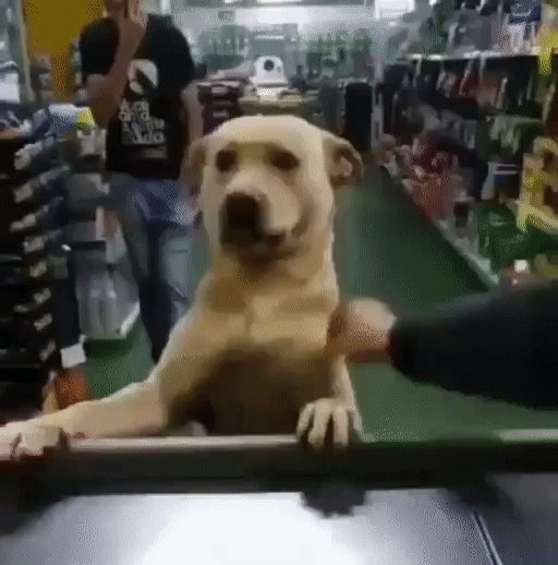 8500d27414a7de70178f3fa35541d8ba_273238_1552543884